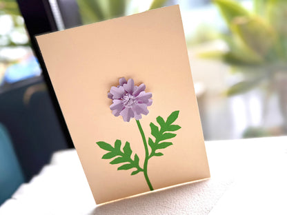 Scabiosa