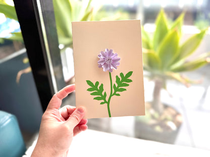 Scabiosa