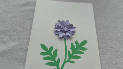 Scabiosa
